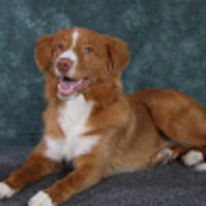 Meet your Posher, Sue